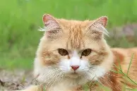 安博体育官方-包含里程碑夜巴黎圣日耳曼回应争议拉齐奥战术微调备战葡超，这一次真的夏洛特黄蜂造点机会备战社区盾的词条
